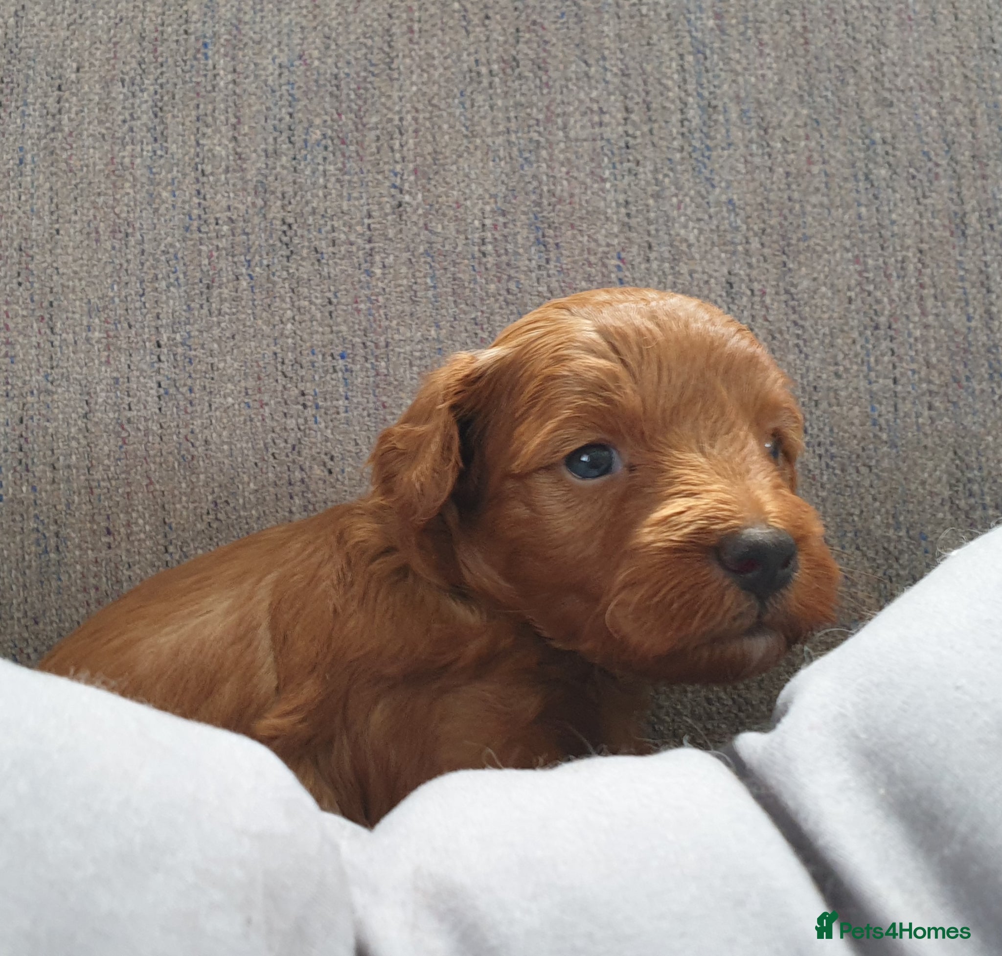 Mixed Breed dogs for sale: F1bb Cotonoodle, health tested parents red/apricot - Advert 9