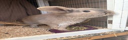 Mixed Breed rabbits for sale: Beautiful rescue rabbits looking for a home  - Advert 3
