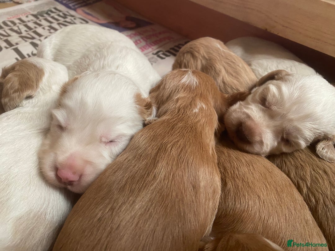 Cocker Spaniel dogs for sale: Working cocker spaniels -legally docked. - Image 6