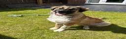 Mixed Breed dogs for sale: Loving Armenian Gampr Male 7 months old in Saltburn-by-the-Sea - Advert 4