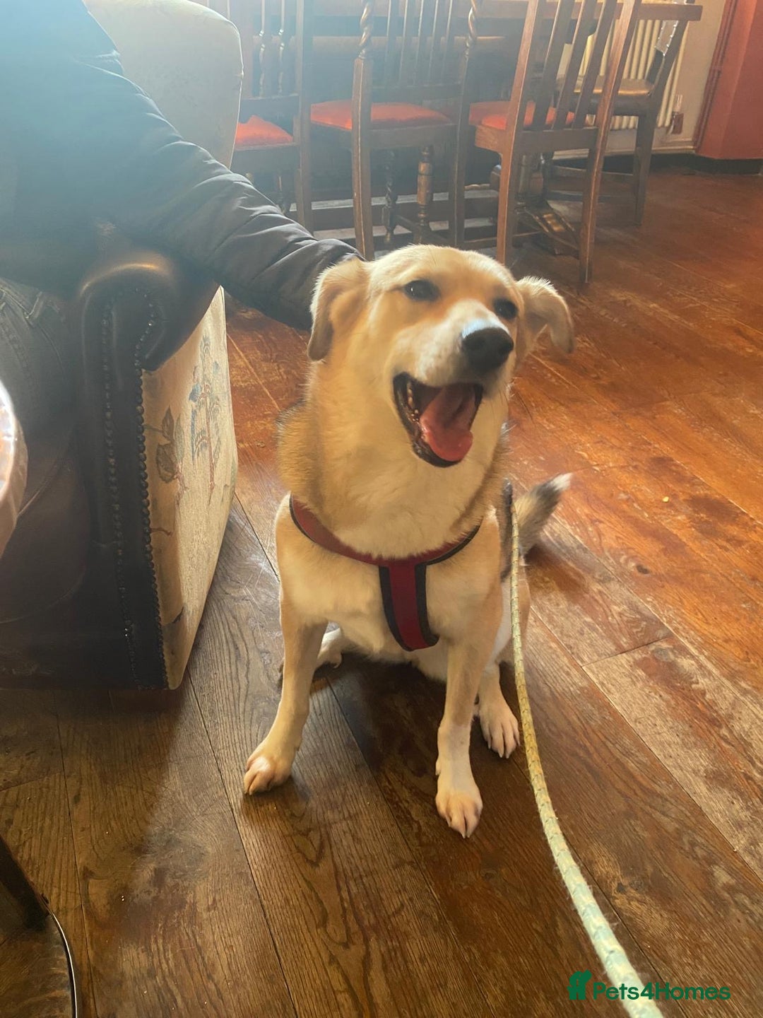 Mixed Breed dogs for adoption: Winter ❄️  - Image 3