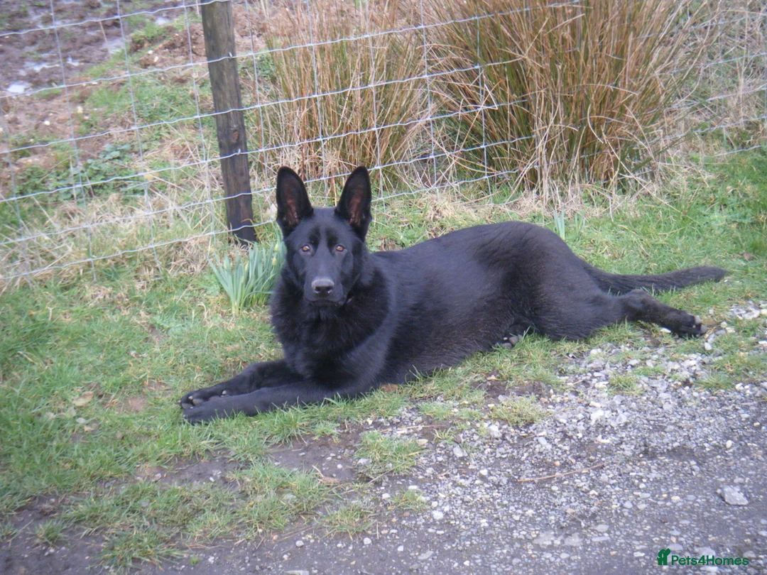 German Shepherd dogs for sale: German Shepherd (GSD) pups (born 04/07/2025) in Newbury - Advert 2