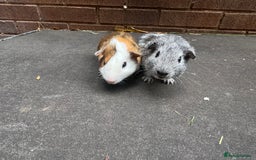 Guinea Pig rodents for sale: Stunning male baby guinea pigs  - Image 4