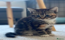 Mixed Breed cats for sale: Mixed breed silver tabby boys/ tabby & white girl - Image 4