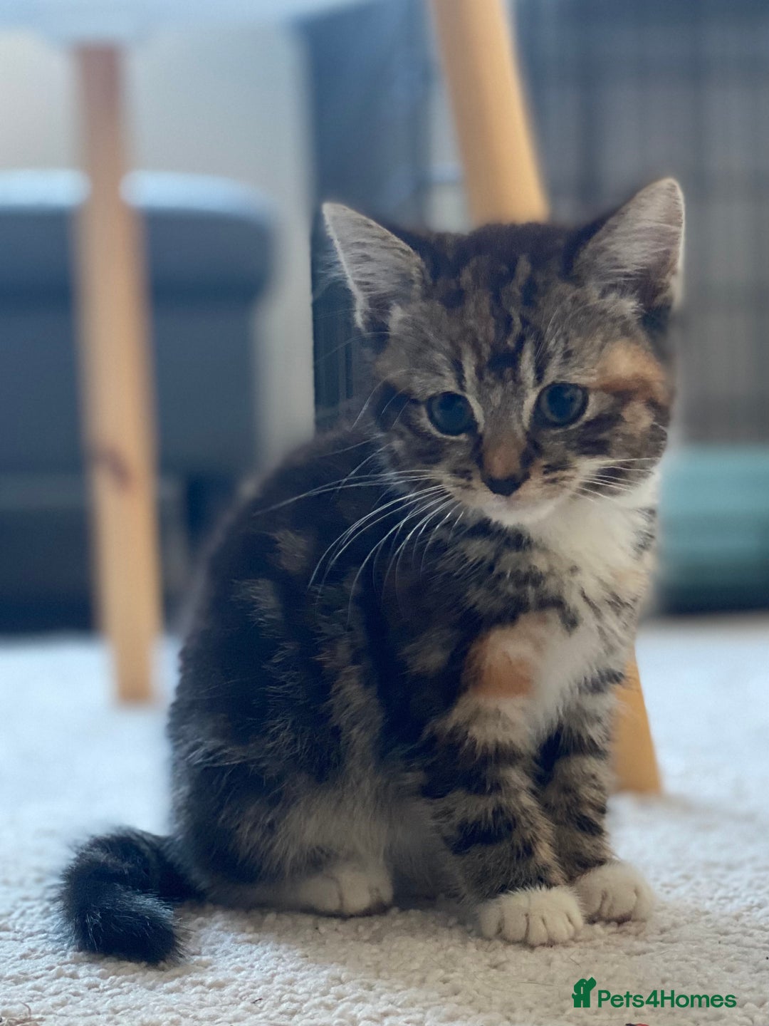 Mixed Breed cats for sale: Mixed breed silver tabby boys/ tabby & white girl - Image 4