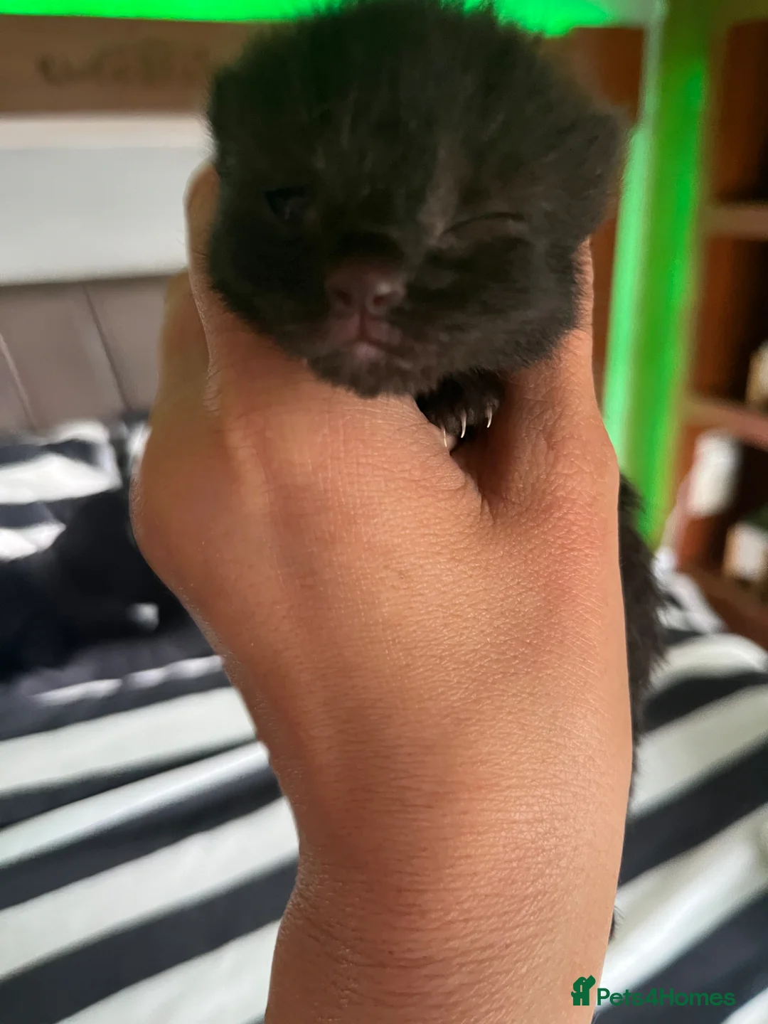 Mixed Breed cats for sale: Mixed breed black kittens quarter Russian blue  - Advert 7
