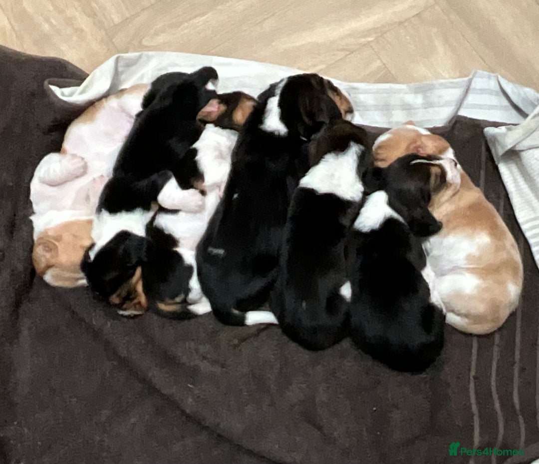 Basset Hound dogs for sale: Basset hound puppies for sale!! KC reg. - Image 10