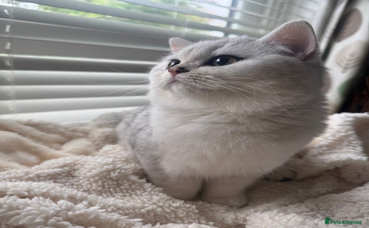 British Shorthair cats - Advert 1