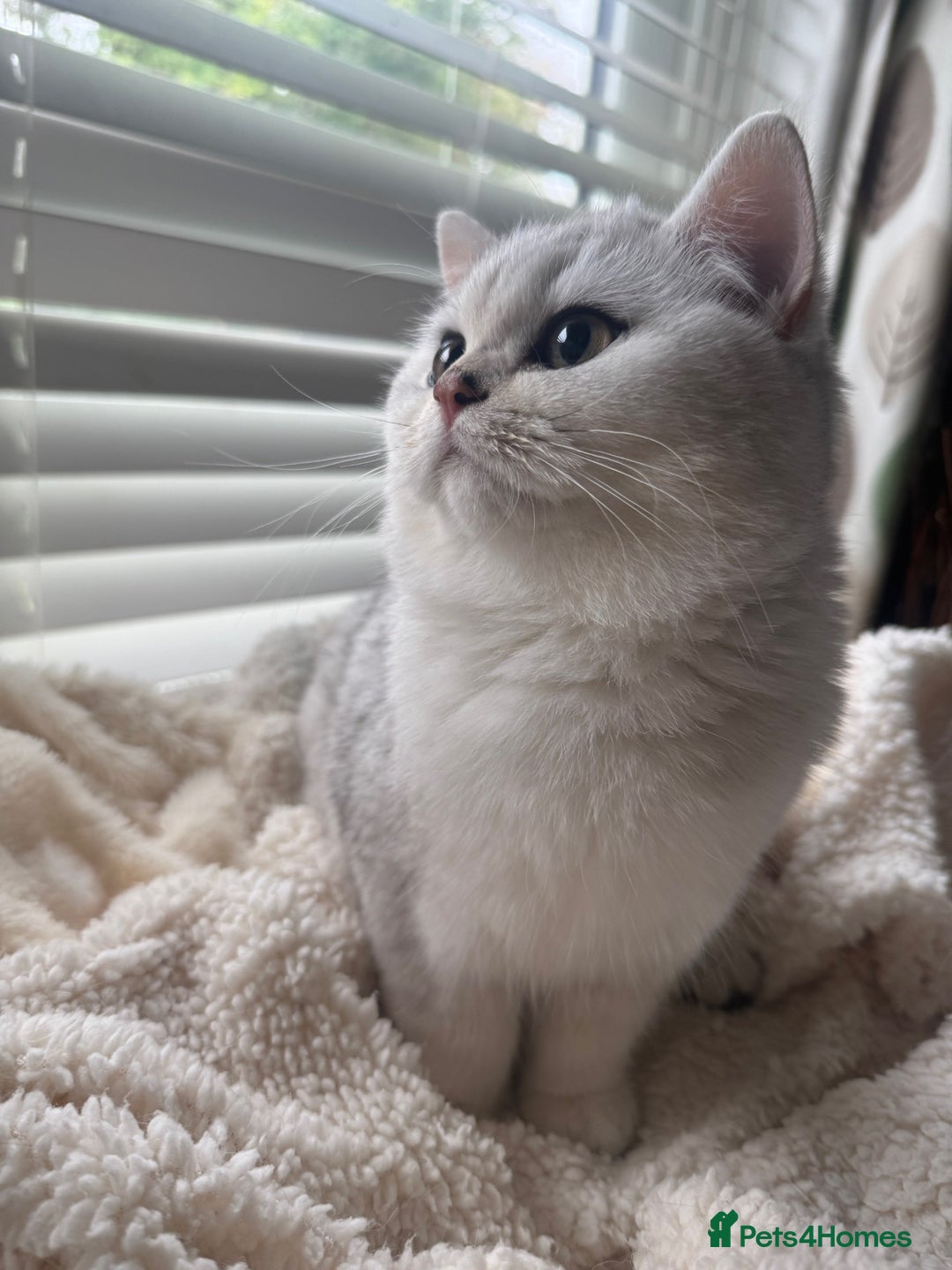 British Shorthair cats for sale: beautiful silver tipped BSH - Image 10