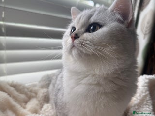 British Shorthair cats - Advert 8