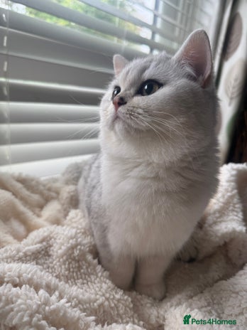 British Shorthair cats - Advert 11