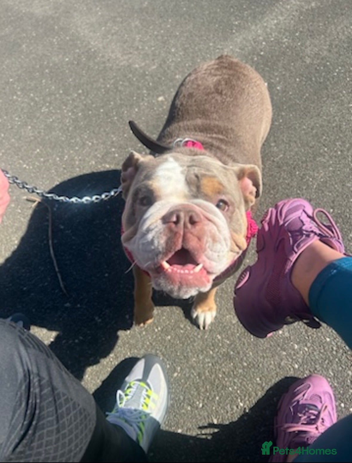 English Bulldog dogs Bleu KC registered and microchipped - Advert 2