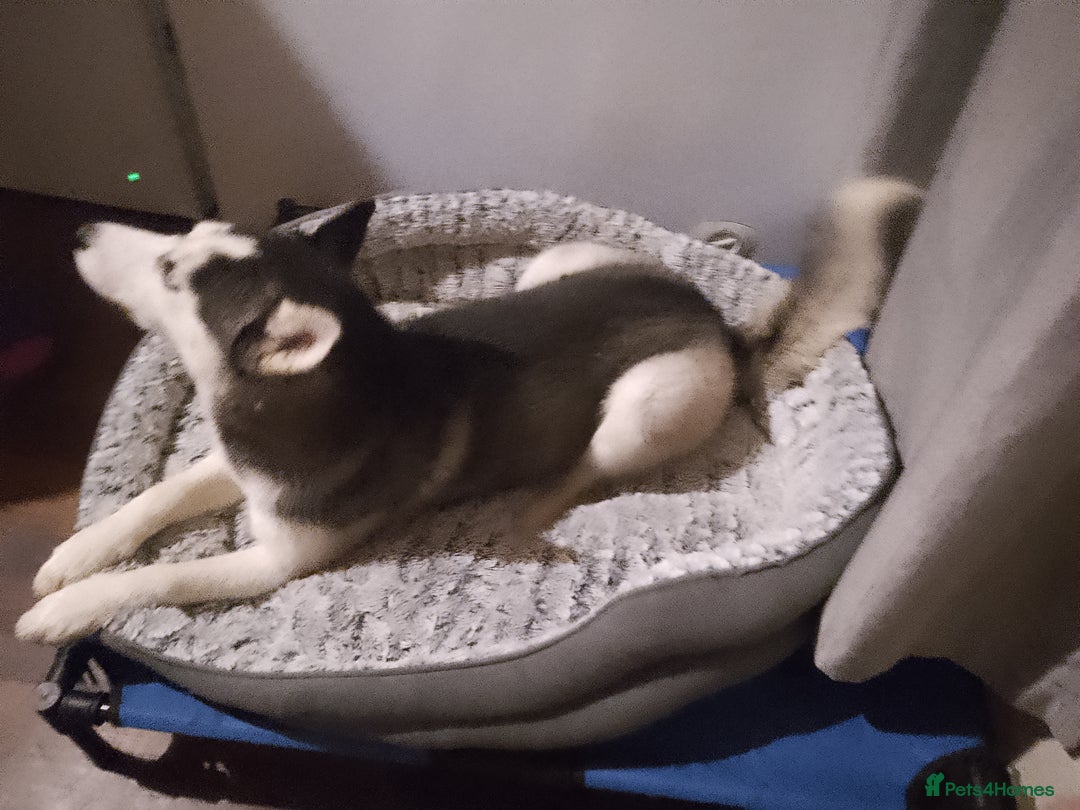 Siberian Husky dogs for sale: Beautiful Siberian Husky Puppy - Advert 21