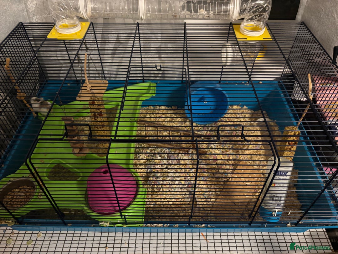 Hamster rodents for sale: 2 dwarf hamsters  - Advert 3