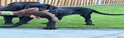 Mixed Breed dogs for sale: Lilly all legs - Advert 3