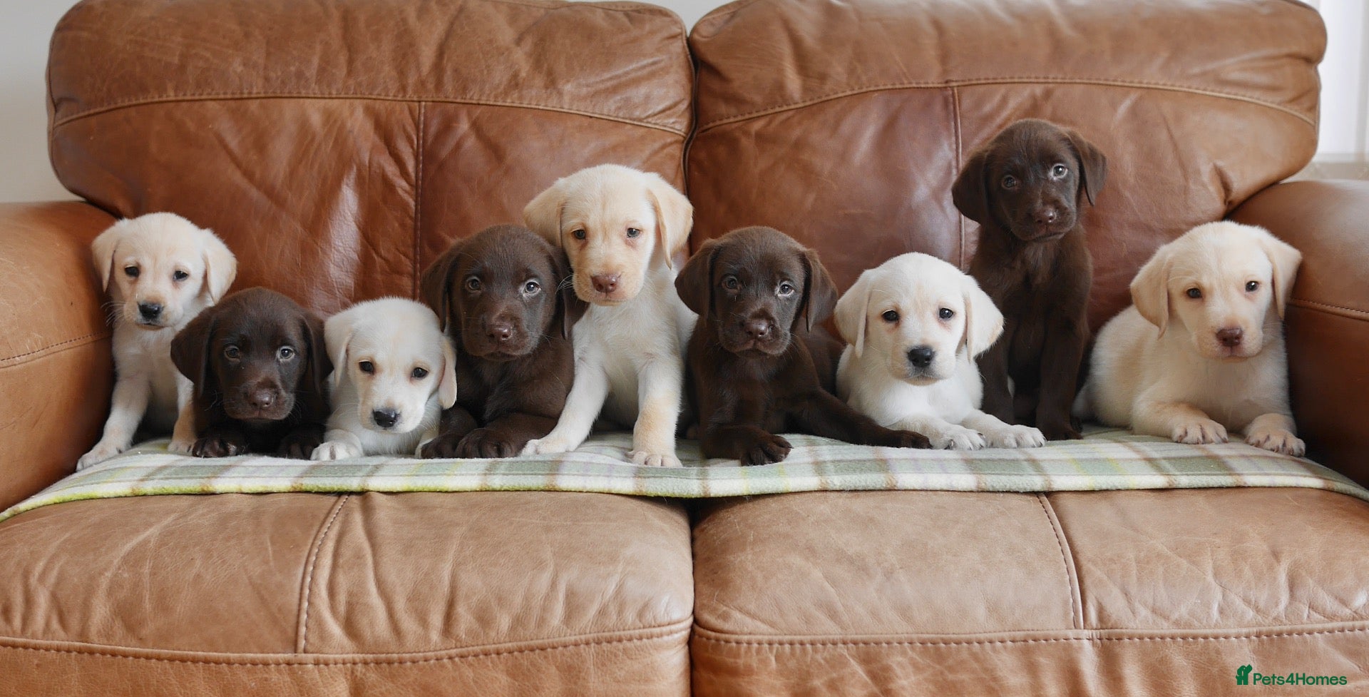 Labrador Retriever dogs Stunning Health Tested Labrador Puppies - Advert 1