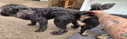 Saint Berdoodle dogs for sale: Mini Saint Bernadoodles  - Advert 3