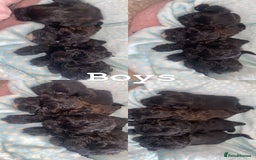 Shihpoo dogs for sale: Beautiful Shihpoos 🐶🐾 - Image 3