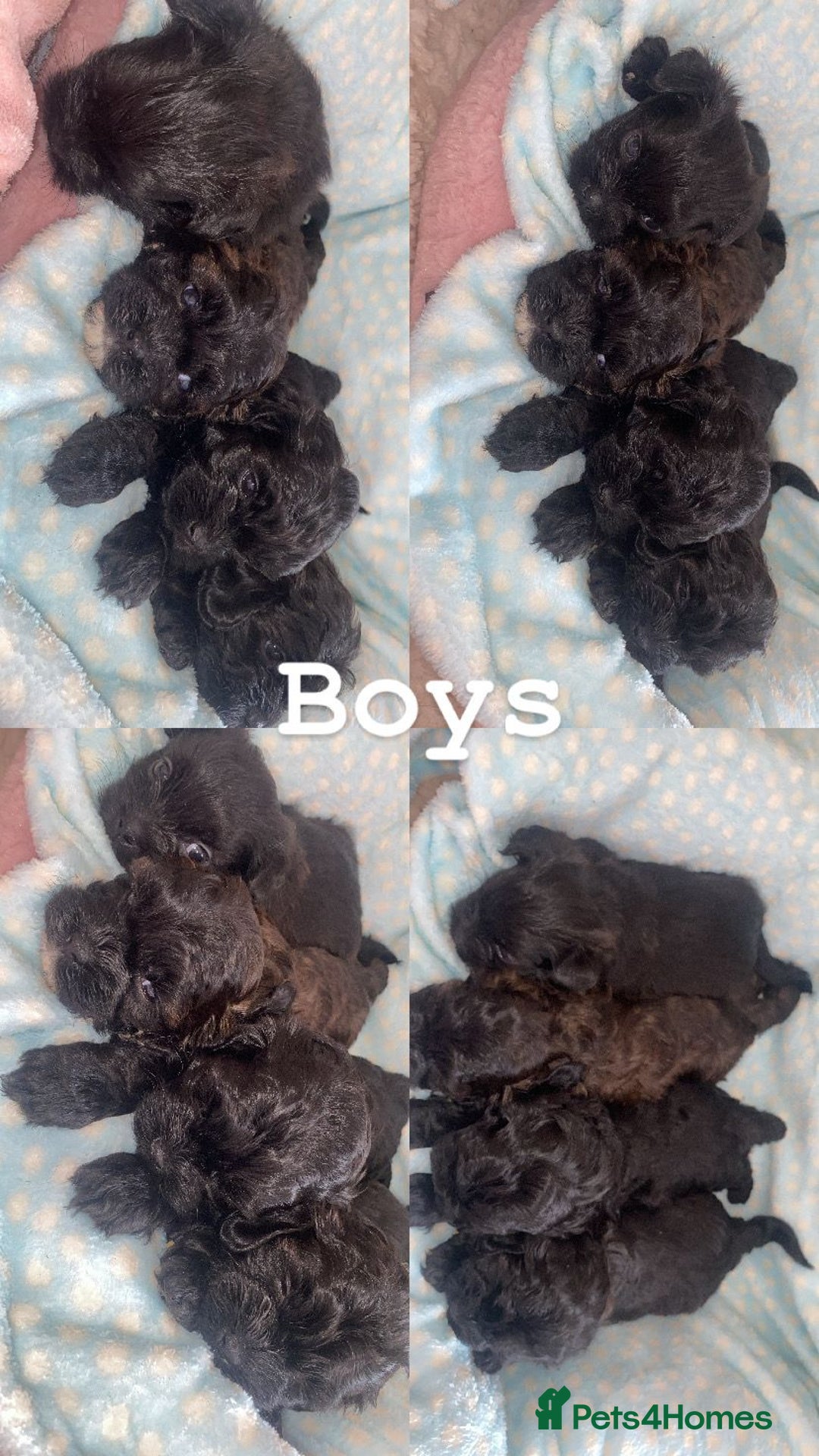 Shihpoo dogs for sale: Beautiful Shihpoos 🐶🐾 - Image 3