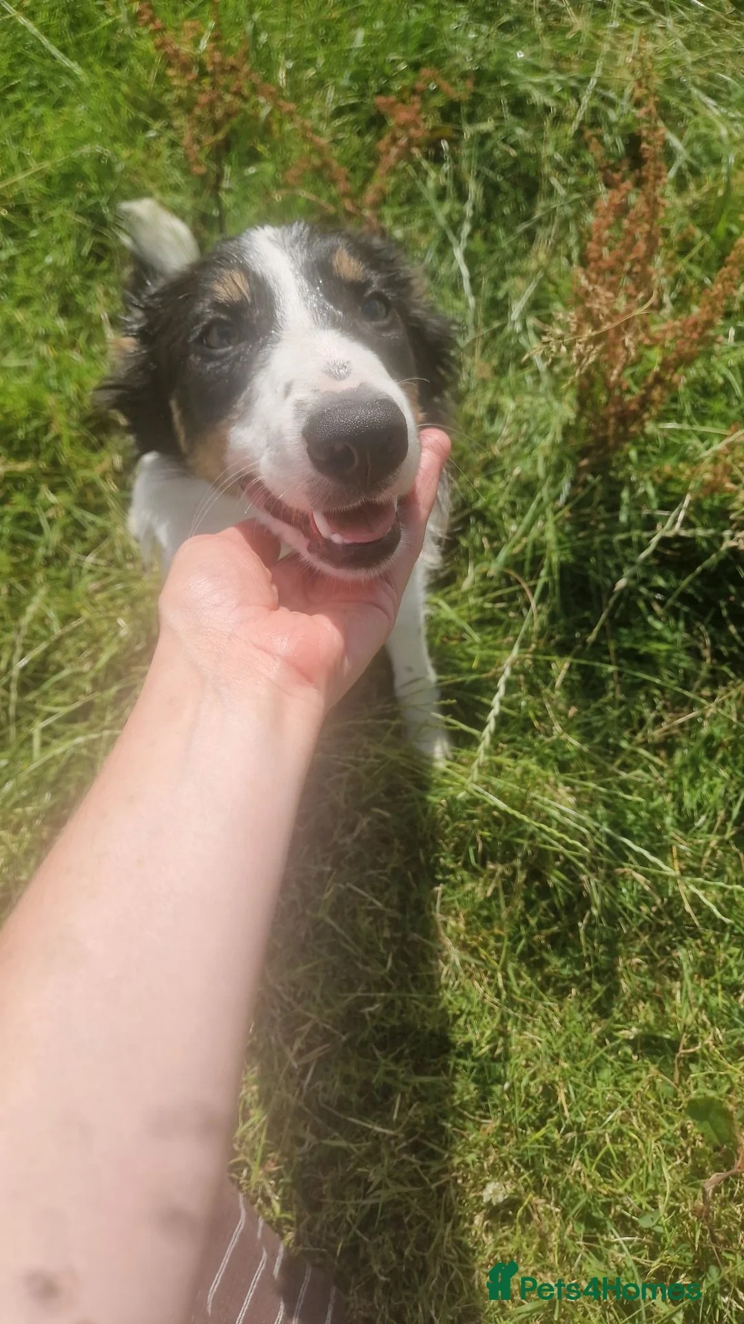 Border Collie dogs for sale: Red and Blue Merle Collies - Advert 2