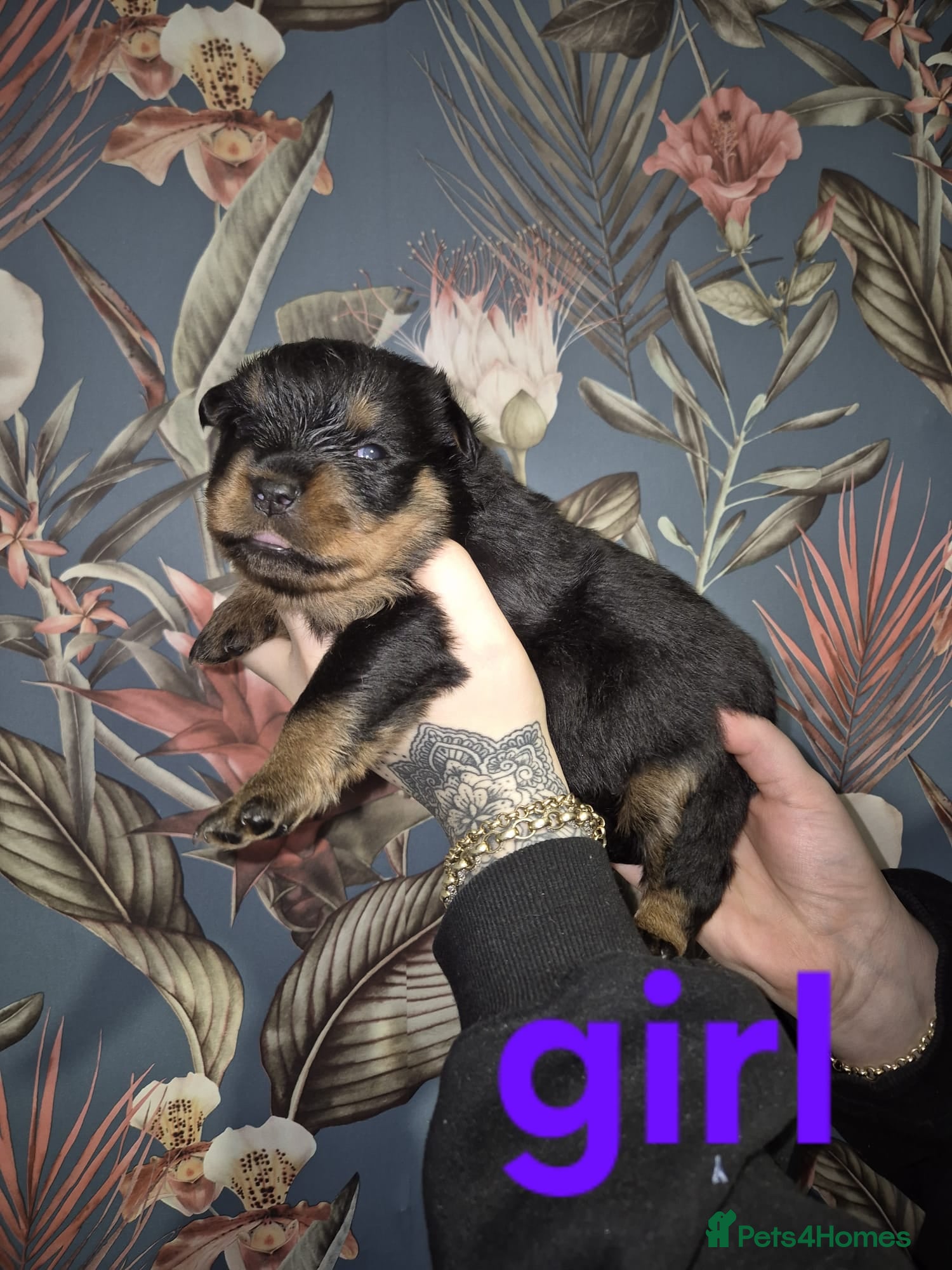 Rottweiler dogs Exceptional KC Registered Rottweiler - Advert 15