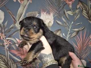 Rottweiler dogs Exceptional KC Registered Rottweiler - Advert 15