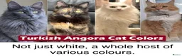 Turkish Angora cats for sale: 6 x Turkish Angora kittens - longhaired stunners - Advert 17