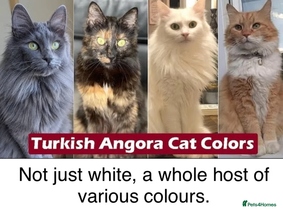 Turkish Angora cats for sale: 6 x Turkish Angora kittens - longhaired stunners - Advert 17