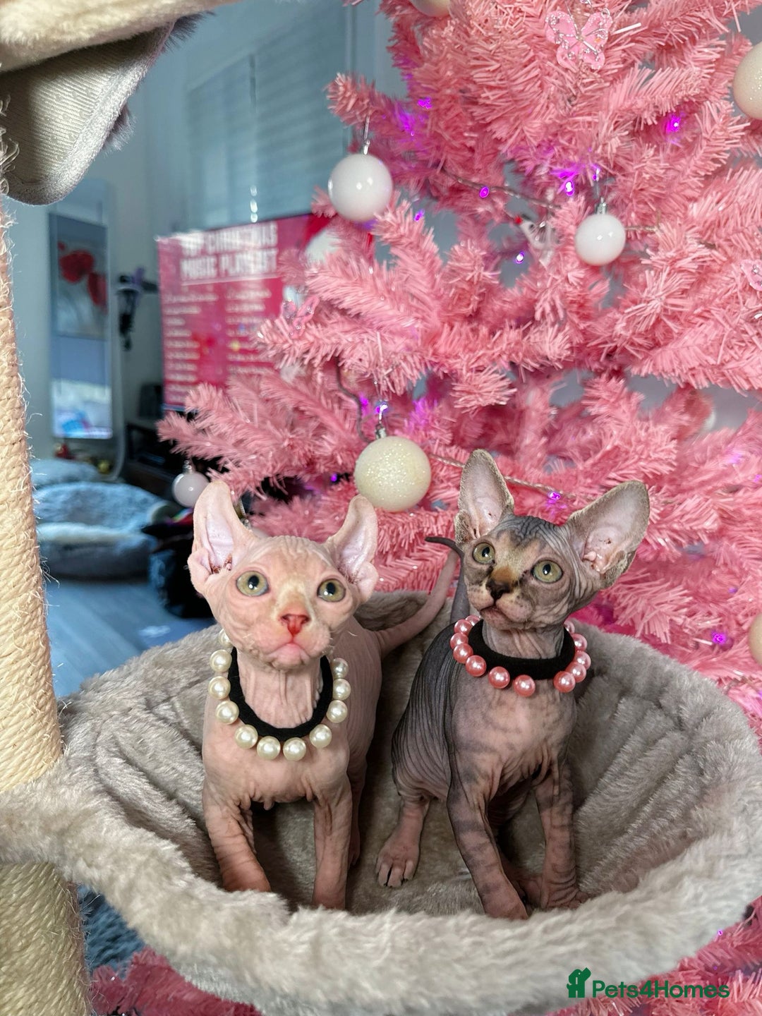 Sphynx cats for sale: 🌟 Stunning Sphynx & Elf Kittens  - Advert 6