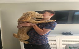 Cockapoo dogs for sale: Teddy / Ted / Tedwyn 🧸   - Image 12