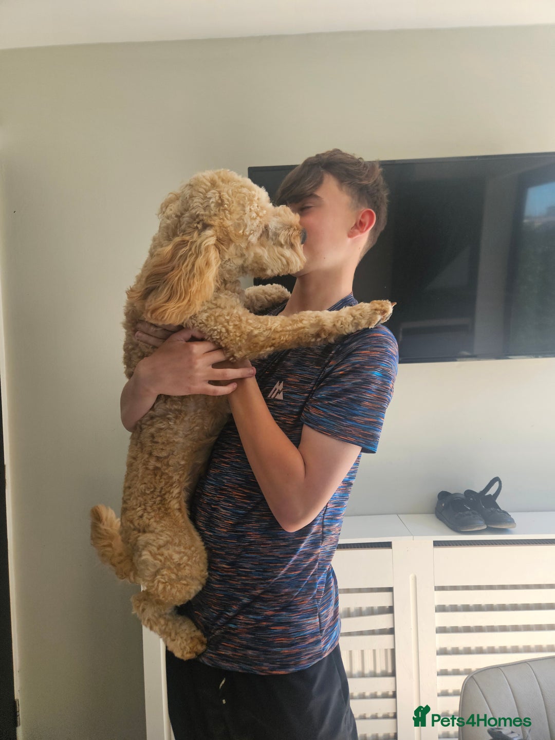 Cockapoo dogs for sale: Teddy / Ted / Tedwyn 🧸   - Image 12