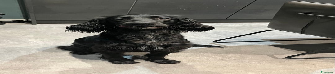 Irish cocker 
