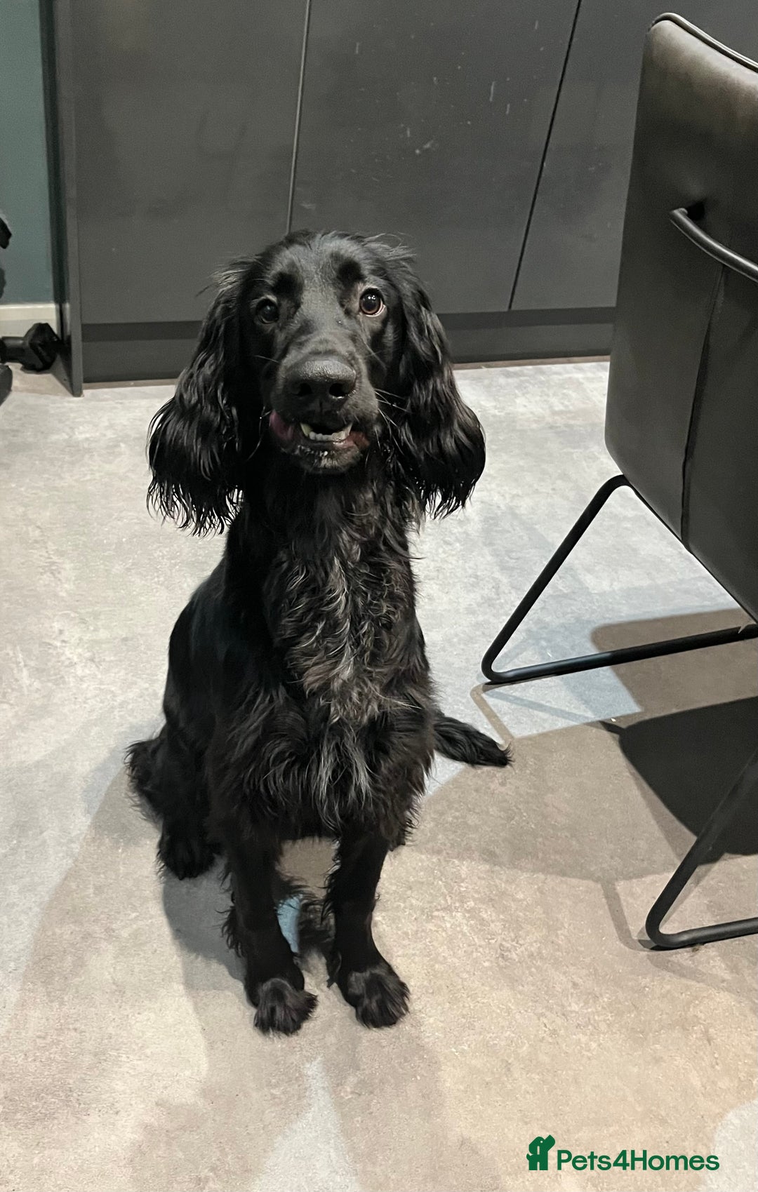 Mixed Breed dogs for sale: Irish cocker - Image 1