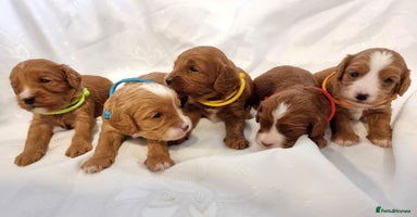 Cavapoo dogs - Advert 7