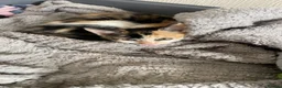 Mixed Breed cats for sale: Beautiful CALICO KITTEN AVAILABLE IMMEDIATELY  - Advert 3