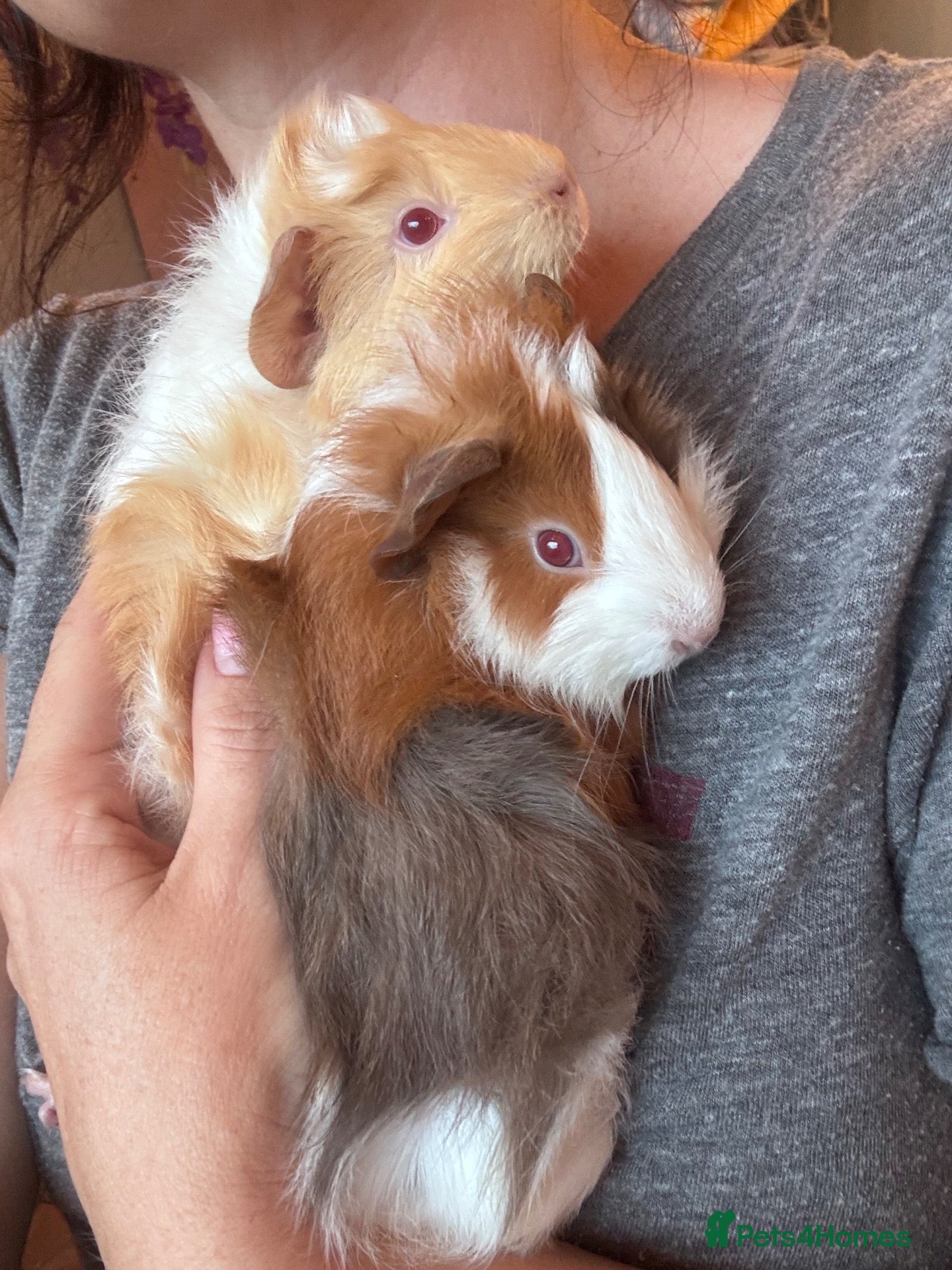 Guinea Pig rodents Two baby boars  - Advert 1