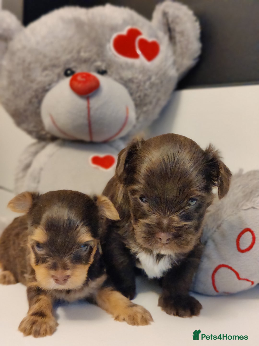 Yorkshire Terrier dogs for sale: Outstanding RARE Yorkshire terrier chocolate  - Image 6