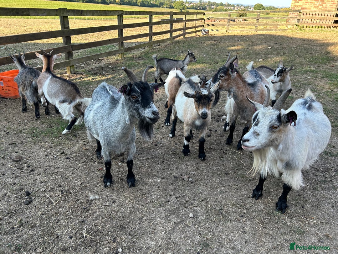 Goats livestock for sale: Beautiful Pygmy goats for sale £100-£200 - Image 9