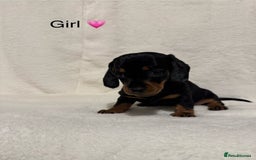 Dachshund dogs for sale: Dachshund puppies are Looking for Homes!  - Image 7