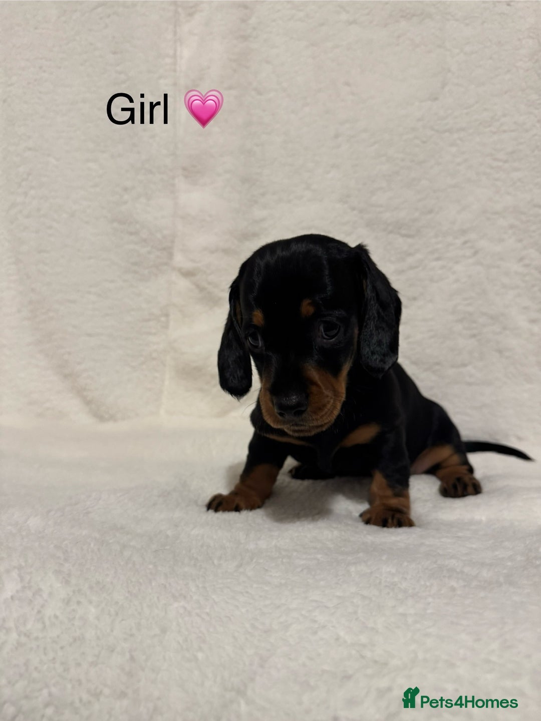 Dachshund dogs for sale: Dachshund puppies are Looking for Homes!  - Image 7