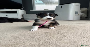 Welsh Collie dogs - Advert 16