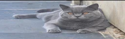 British Shorthair cats for stud: 💙🐾 HANDSOME BRITISH SHORTHAIR STUD AVAILABLE 💙 - Advert 5