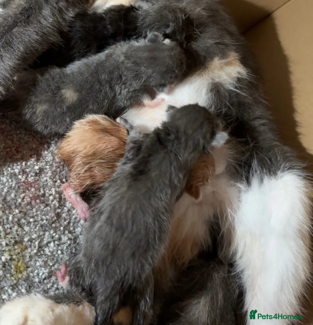 Mixed Breed cats for sale: Female kitten - Advert 2