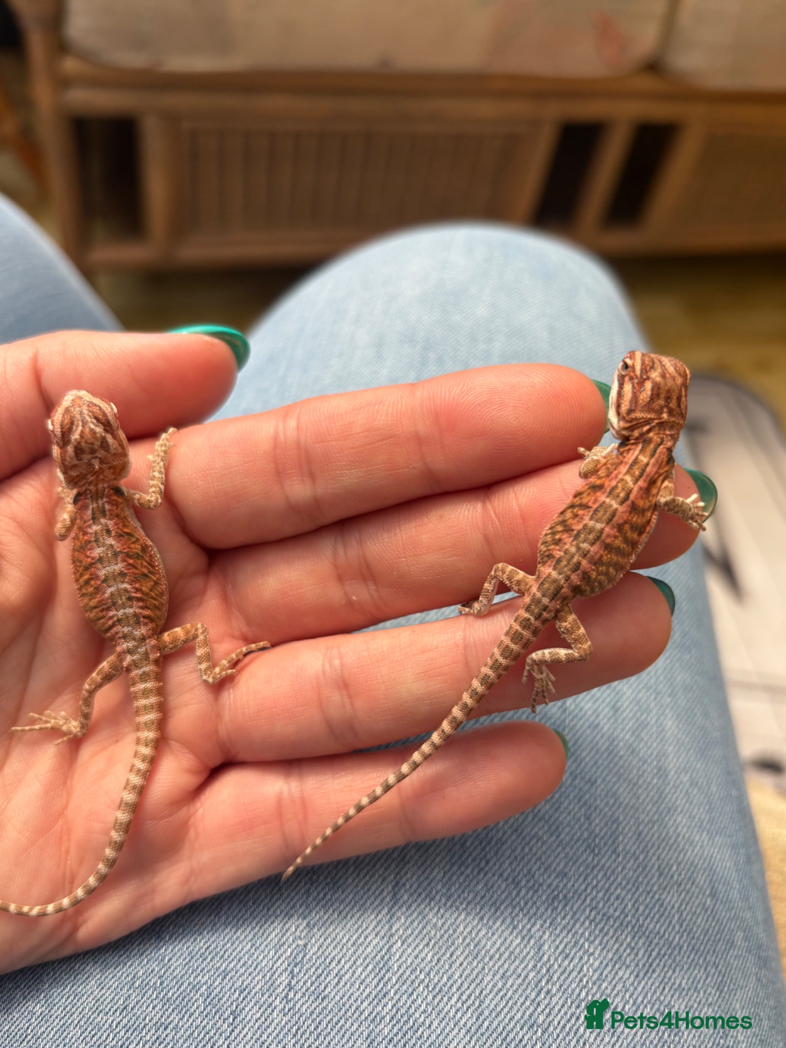 Bearded Dragon reptiles 🦎 beautiful G stripped dragons 🐉  - Advert 2