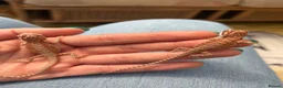 Bearded Dragon reptiles for sale: 🦎 beautiful G stripped dragons 🐉  - Advert 2