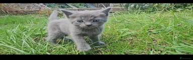 Plain grey boy 