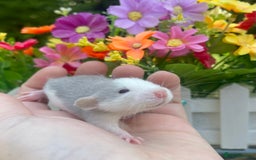 Rat rodents for sale: Absolutely gorgeous baby dumbo rats! - Image 4