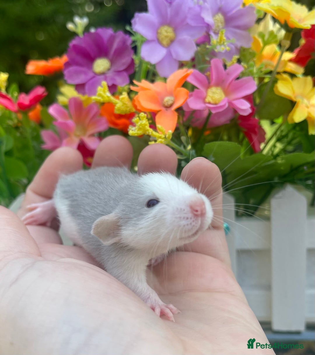 Rat rodents for sale: Absolutely gorgeous baby dumbo rats! - Image 4