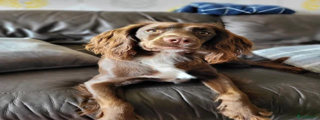 Pip