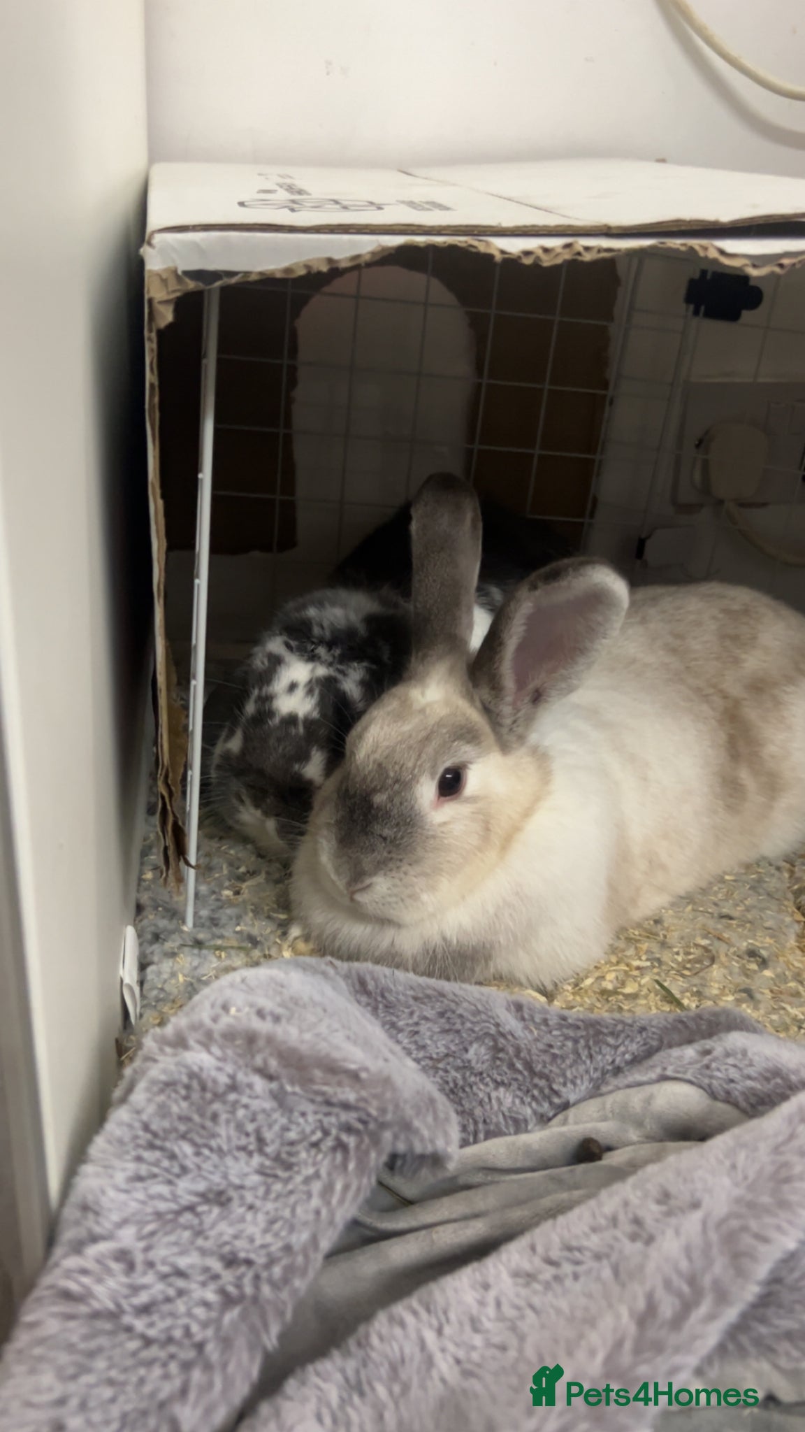 Mixed Breed rabbits for sale: 2 male English x lop rabbits  - Advert 11